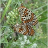 melitaea arduinna2 copula